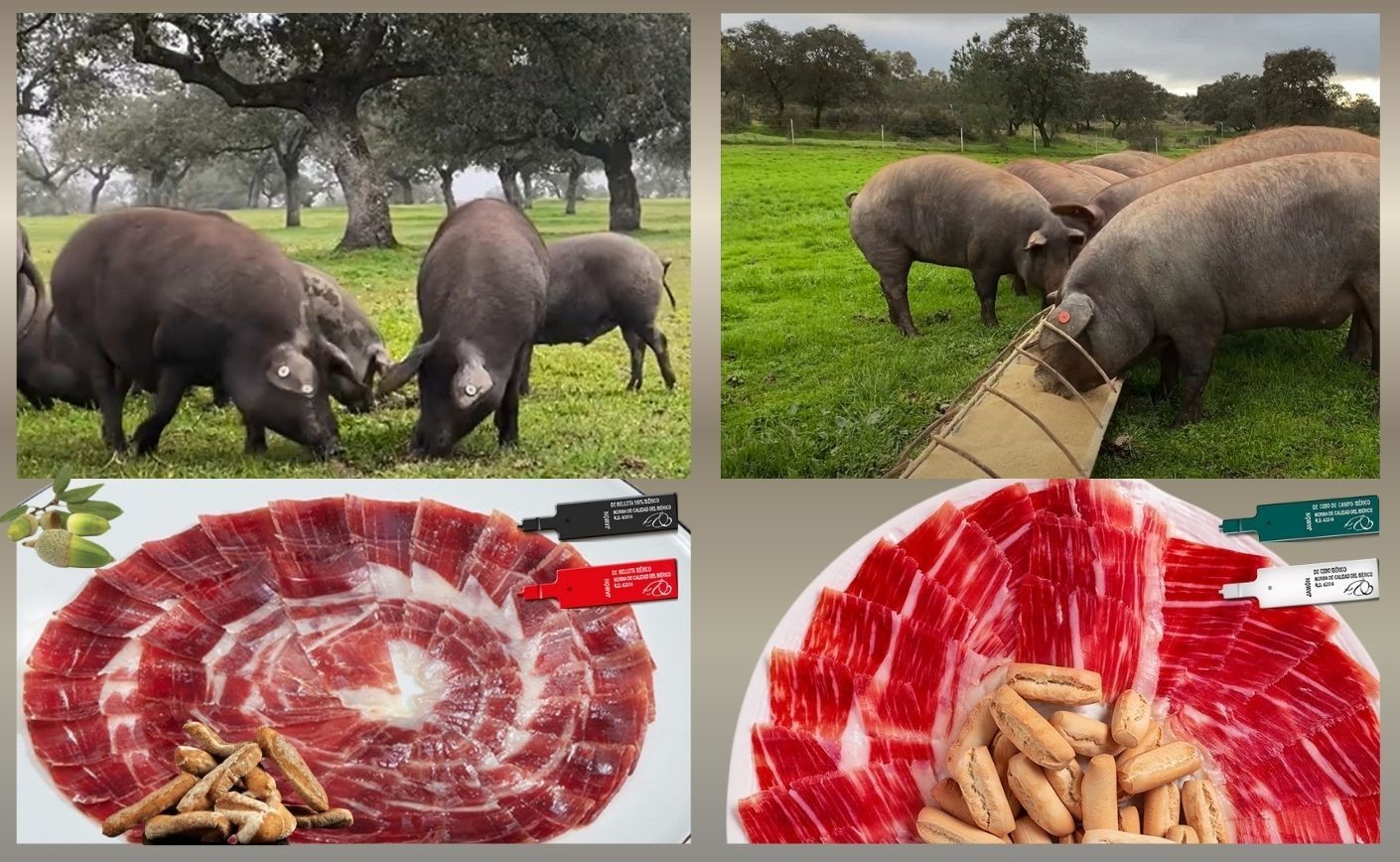 Diferencias entre jamón ibérico de cebo y de bellota