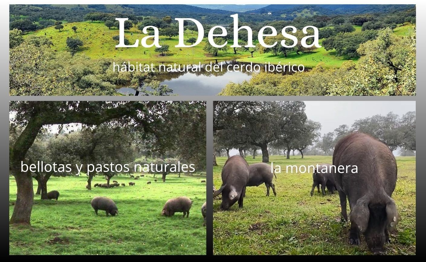 La dehesa: el entorno natural del cerdo ibérico